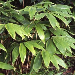 Bamboo Sasa palmata